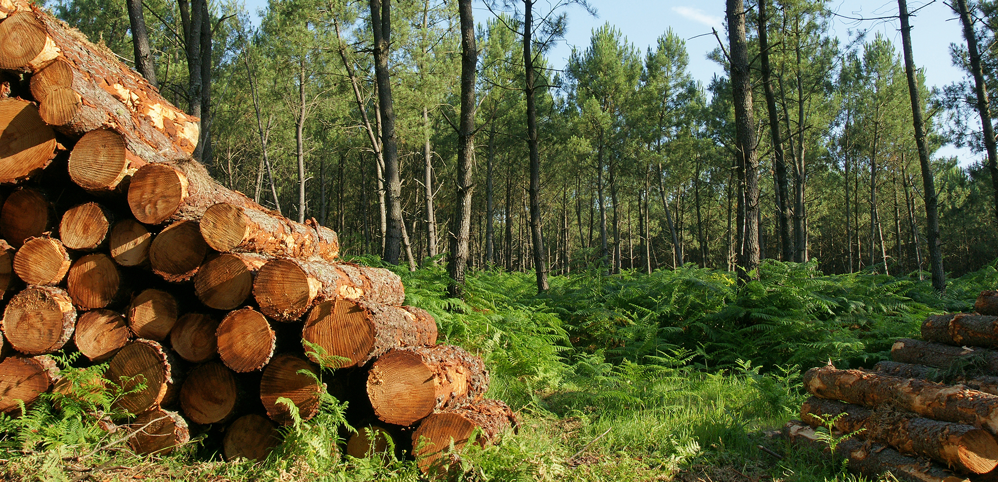 Etablissement Forestier Berisha